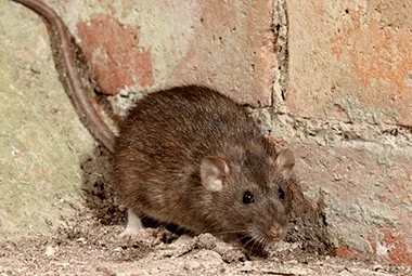 Identifying A Rodent Infestation