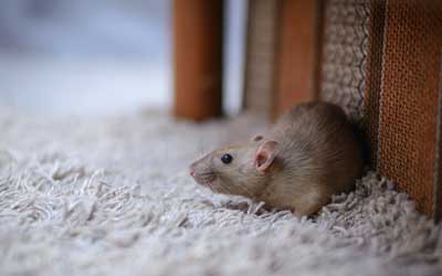 Rodent identification with Russell's Pest Control in Knoxville TN