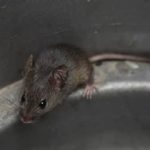Why Call A Professional For Rodent Problems In Tennessee
