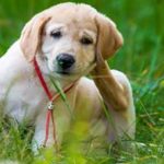 What To Do If Fleas Have Invaded Your Tennessee Lawn