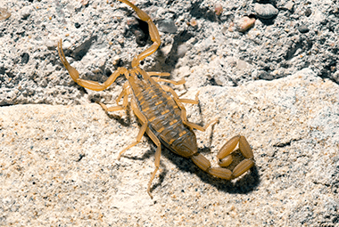 Learn More About Scorpions