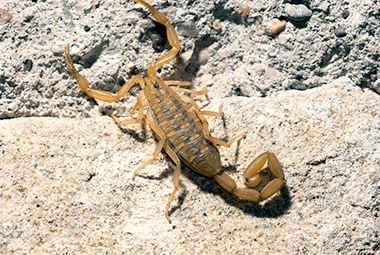 Learn More About Scorpions