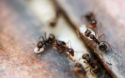 See the signs of an ant infestation with Russell's Pest Control in Knoxville TN