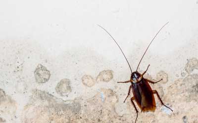 Startling roach infestation found inside Denny's among issues on