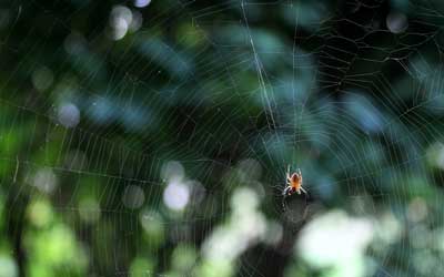 Identify which spider you have with Russell's Pest Control in Knoxville TN