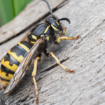 Are Wasps Dangerous?