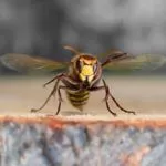 Preventing Wasp And Hornet Stings In Knoxville During The Fall