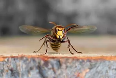 Preventing Wasp And Hornet Stings In Knoxville During The Fall