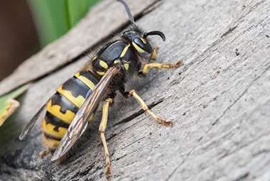 Are Wasps Dangerous?