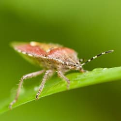 How To Solve The Problem Of Stink Bugs
