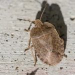 5 Things Every Homeowner Should Know About Stink Bugs