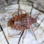 Smelly Stink Bugs Invading Knoxville