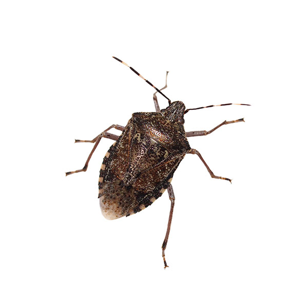 Stink bug identification in Knoxville TN. Russell's Pest Control