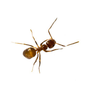 Tawny crazy ant identification in Knoxville TN. Russell's Pest Control