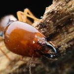 Why Eastern Tennessee Homes Need Spring Termite Protection    