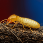Everything You Need To Know About Termite Awareness Week