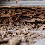 Are Termites Still A Threat In Tennessee?