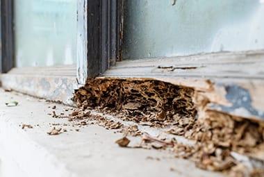 Everything You Need To Know About Homeowners Insurance & Termites
