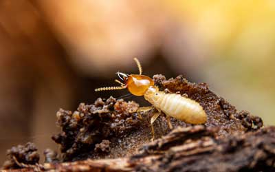 Termite identification from Russell's Pest Control in Knoxville TN