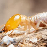 Signs Of Termite Infestation Tennessee Homeowners Need To Be Aware Of