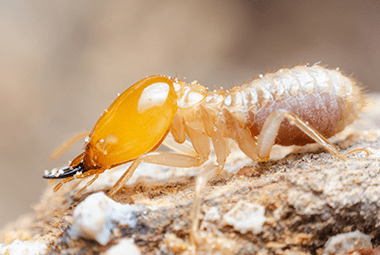 Signs Of Termite Infestation Tennessee Homeowners Need To Be Aware Of