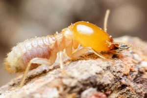 Did You Know That Most Homeowners Insurance Policies Will Not Cover Termite Damage?
