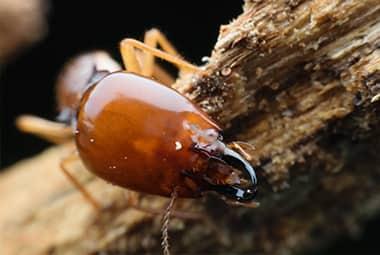 Why Eastern Tennessee Homes Need Spring Termite Protection    