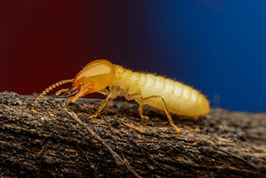 Everything You Need To Know About Termite Awareness Week