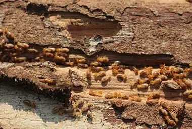 Why Homeowners Insurance Will Not Protect Your Knoxville Home From Termites