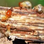 How Russell’s Pest Control Protects Homes In Eastern Tennessee From Termites