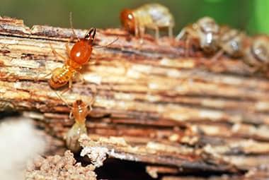 How Russell’s Pest Control Protects Homes In Eastern Tennessee From Termites