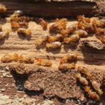 5 Things You Should Know About Termites In Knoxville