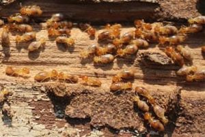 5 Things You Should Know About Termites In Knoxville