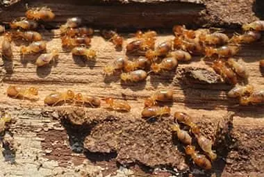 termite colony in knoxville home - get the facts about termites from Russell’s Pest Control