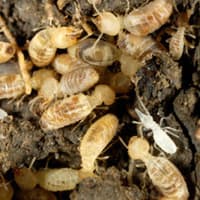 Cold Winter Weather Makes Home More Vulnerable To Termite Infestations