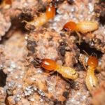 Termites in Eastern TN - Russell's Pest Control