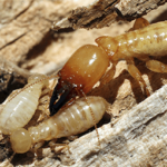 What Can I Do To Make My Home Less Attractive To Termites