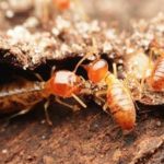 Preparing Your Knoxville Home Against Termites This Spring