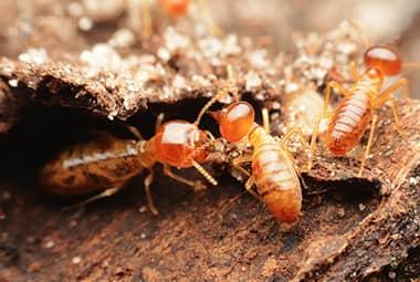 Preparing Your Knoxville Home Against Termites This Spring