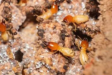 Termites in Eastern TN - Russell's Pest Control