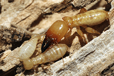 What Can I Do To Make My Home Less Attractive To Termites