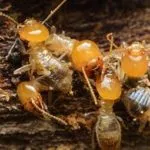 Preventing Winter Termite Infestations In Eastern Tennessee Homes