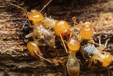 Preventing Winter Termite Infestations In Eastern Tennessee Homes