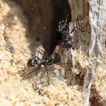 3 Things Every Knoxville Homeowner Should Know About Carpenter Ants