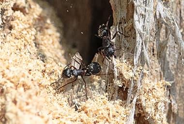 3 Things Every Knoxville Homeowner Should Know About Carpenter Ants