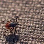 When To Expect Ticks In Knoxville And Around Eastern Tennessee