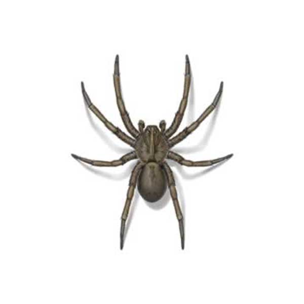 Wolf spider identification in Knoxville TN - Russell's Pest Control