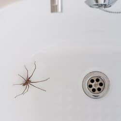 Are Wolf Spiders Dangerous?