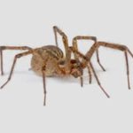 All You Need To Know About Wolf Spiders
