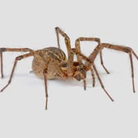 All You Need To Know About Wolf Spiders